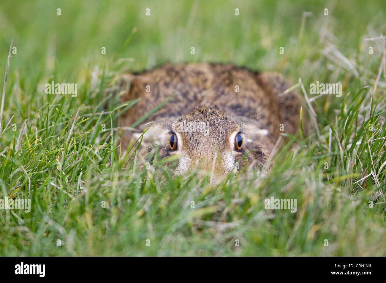 European Hare (Lepus europaeus) adult, resting in form in grass field, Suffolk, England, january Stock Photo