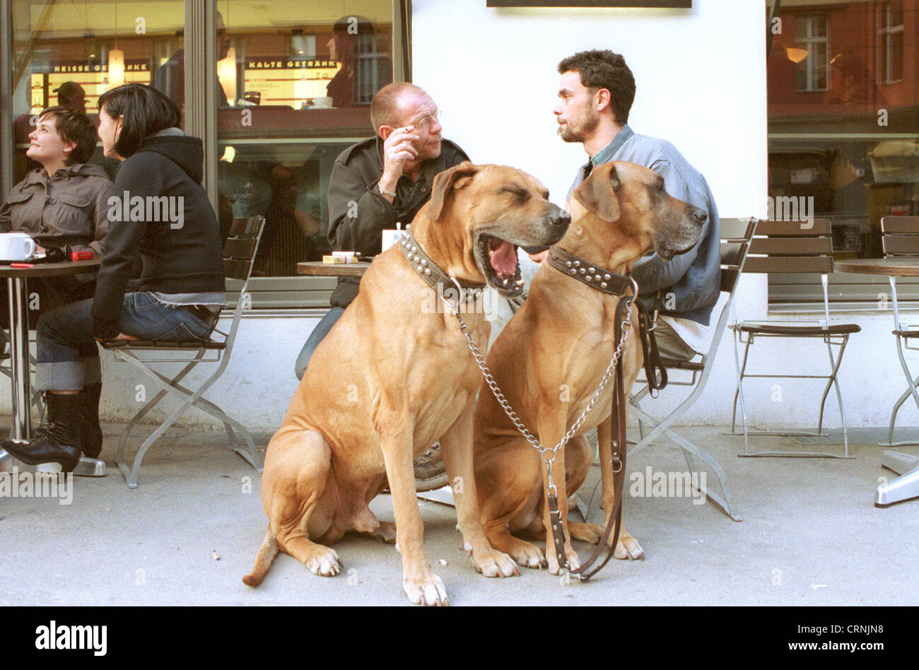 Two very large dogs from street cafe, Berlin Stock Photo