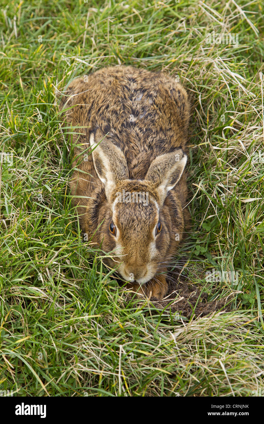 European Hare (Lepus europaeus) adult, resting in form in grass field, Suffolk, England, january Stock Photo