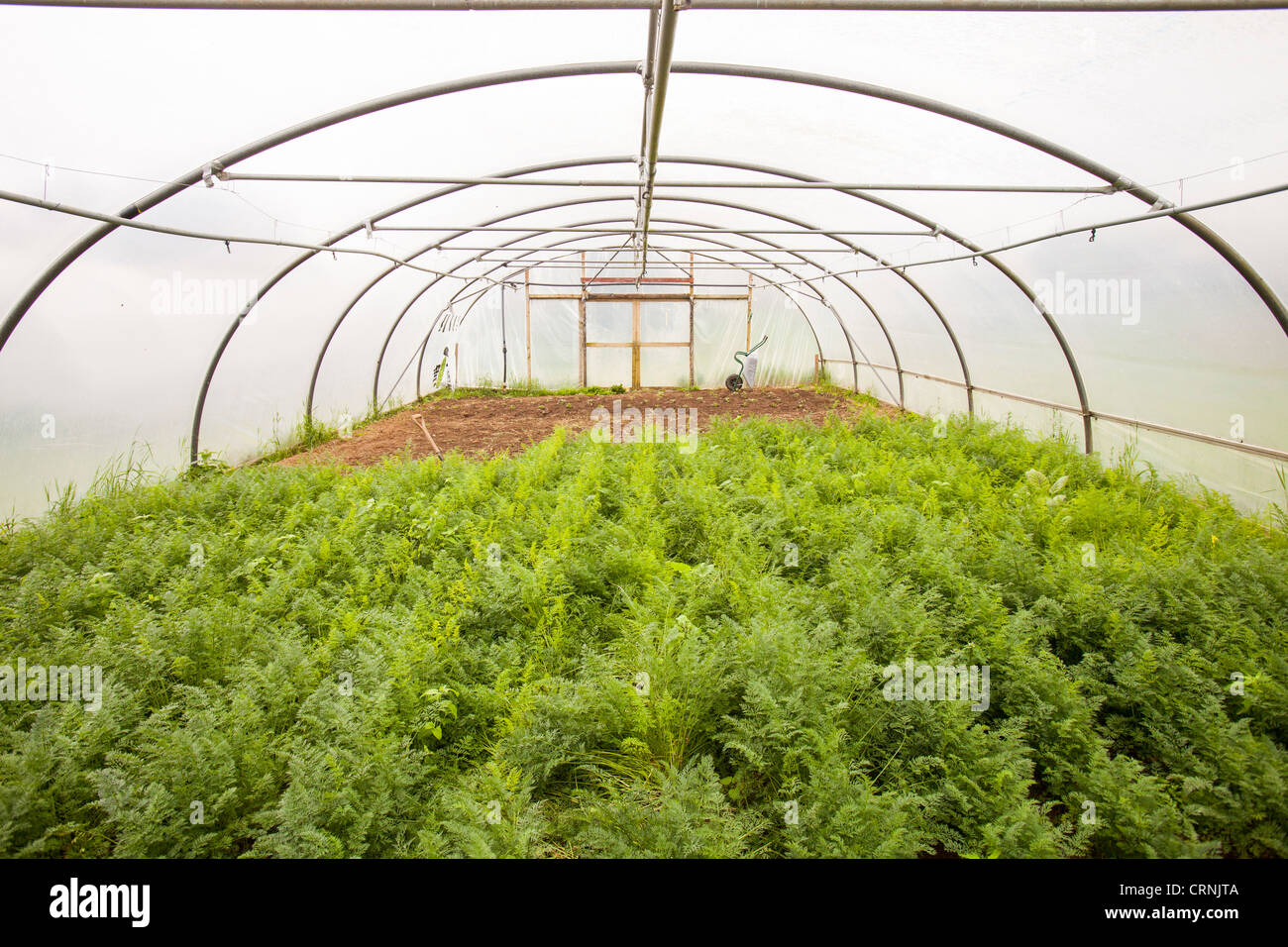 Vegetables growing in polytunnels at Washingpool farm in Bridport