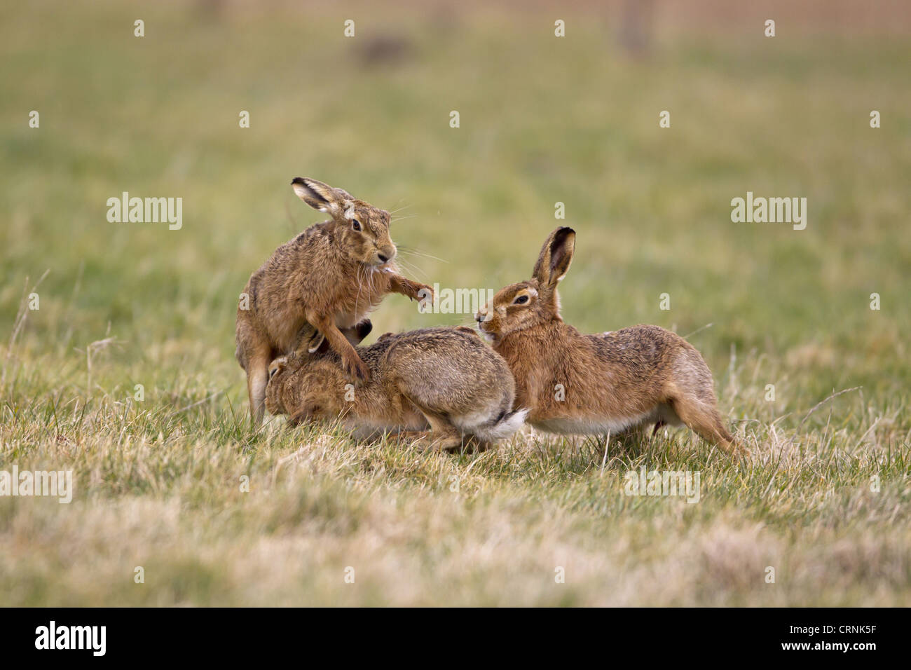 European Hare (Lepus europaeus) three adults, 'boxing', one female