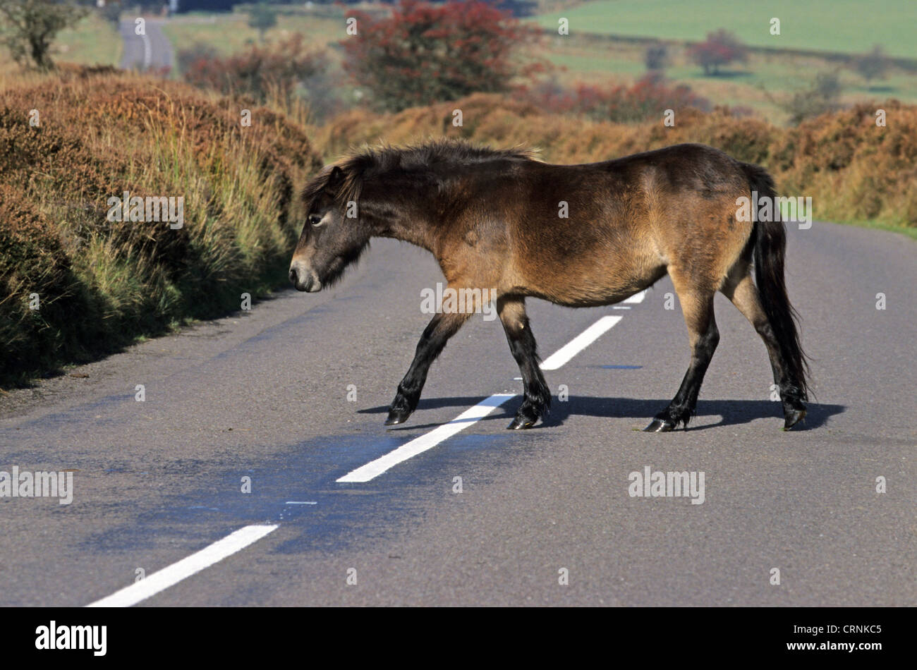 Pony Road High Resolution Stock Photography and Images - Alamy