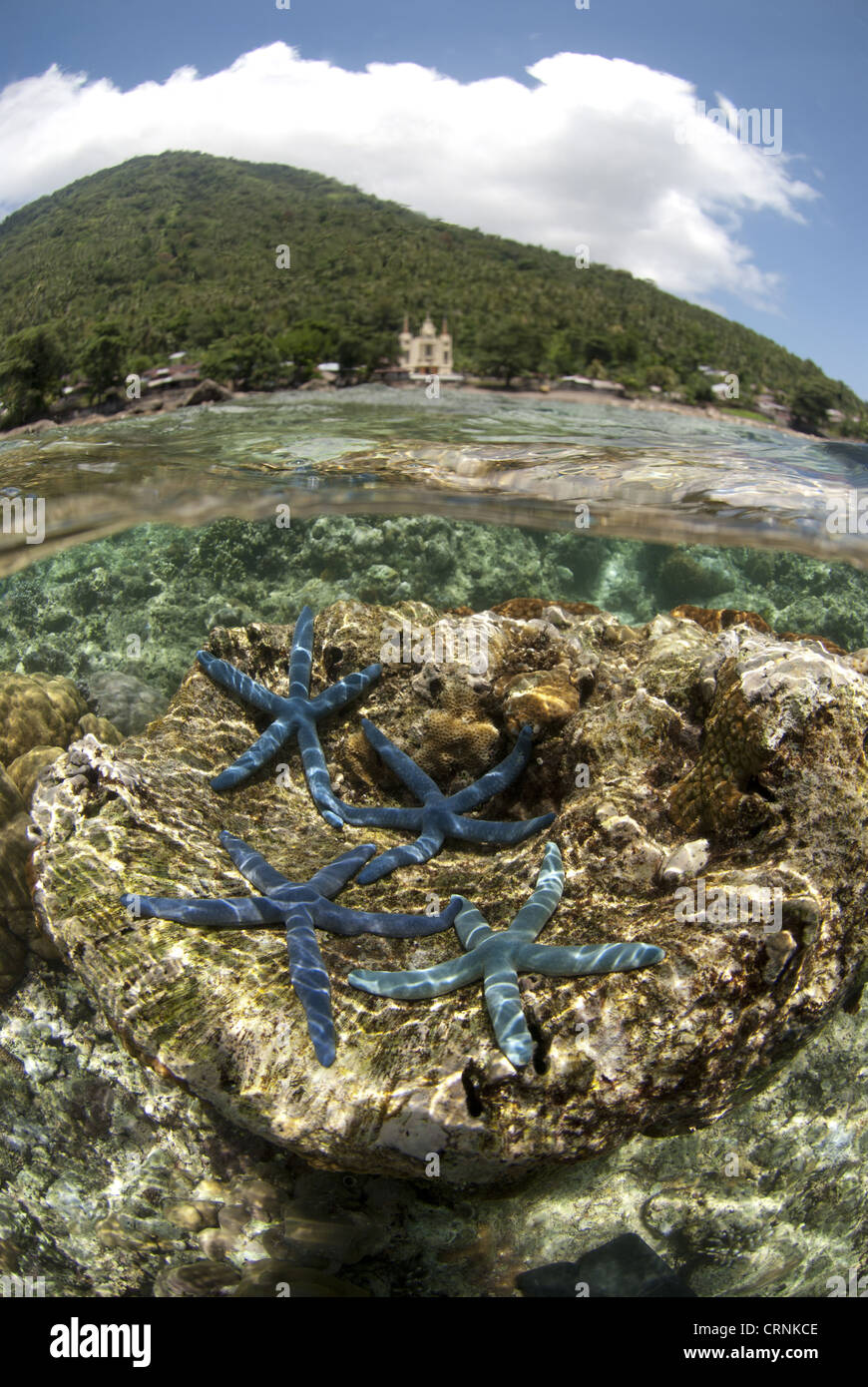 Blue Starfish (Linckia laevigata) four adults, on coral with volcano in background, viewed from above and below water, Manado Stock Photo