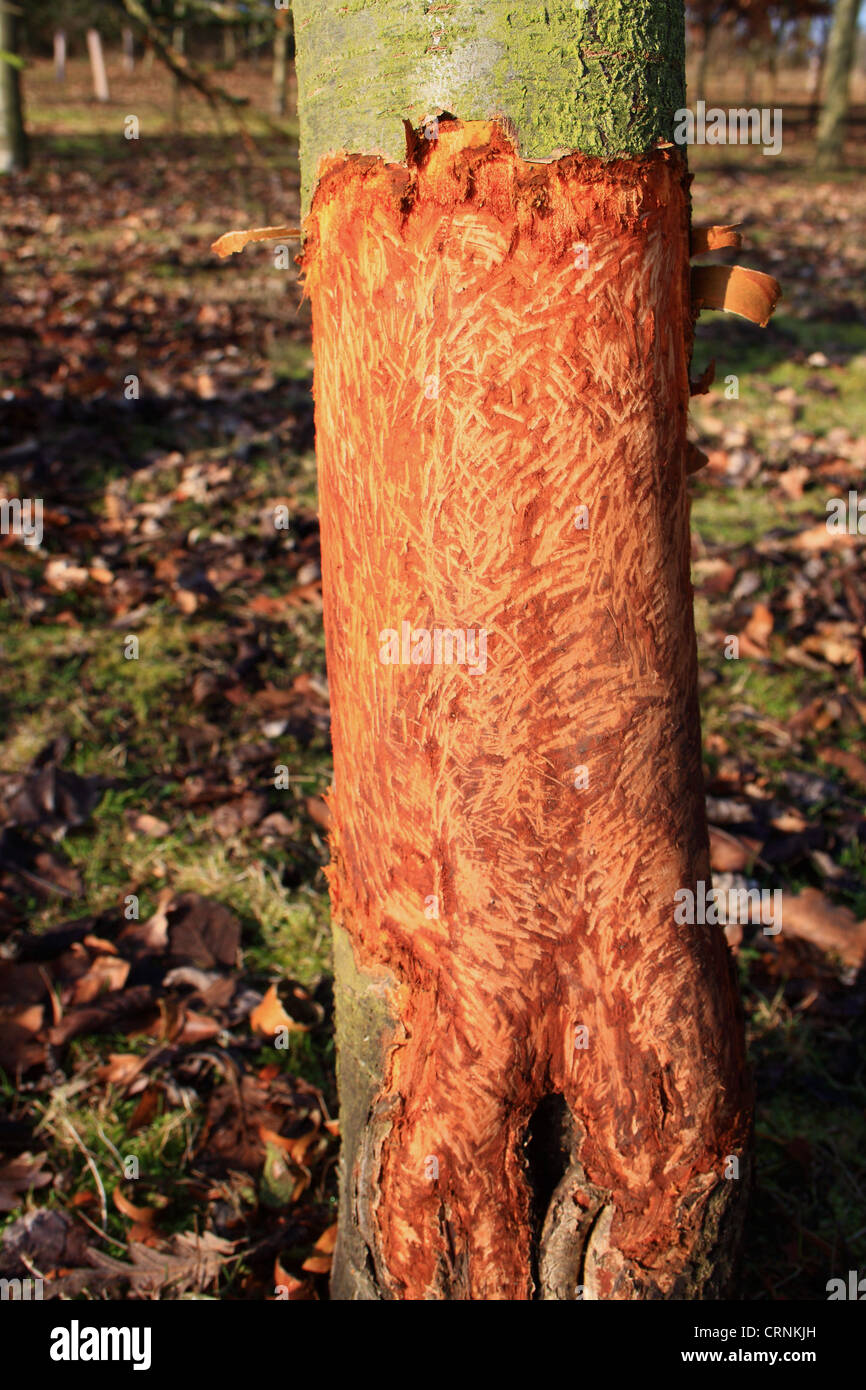 Rabbit damage trees hires stock photography and images Alamy