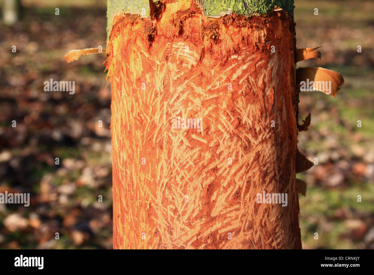 European Rabbit (Oryctolagus cuniculus) feeding damage to bark of young ...