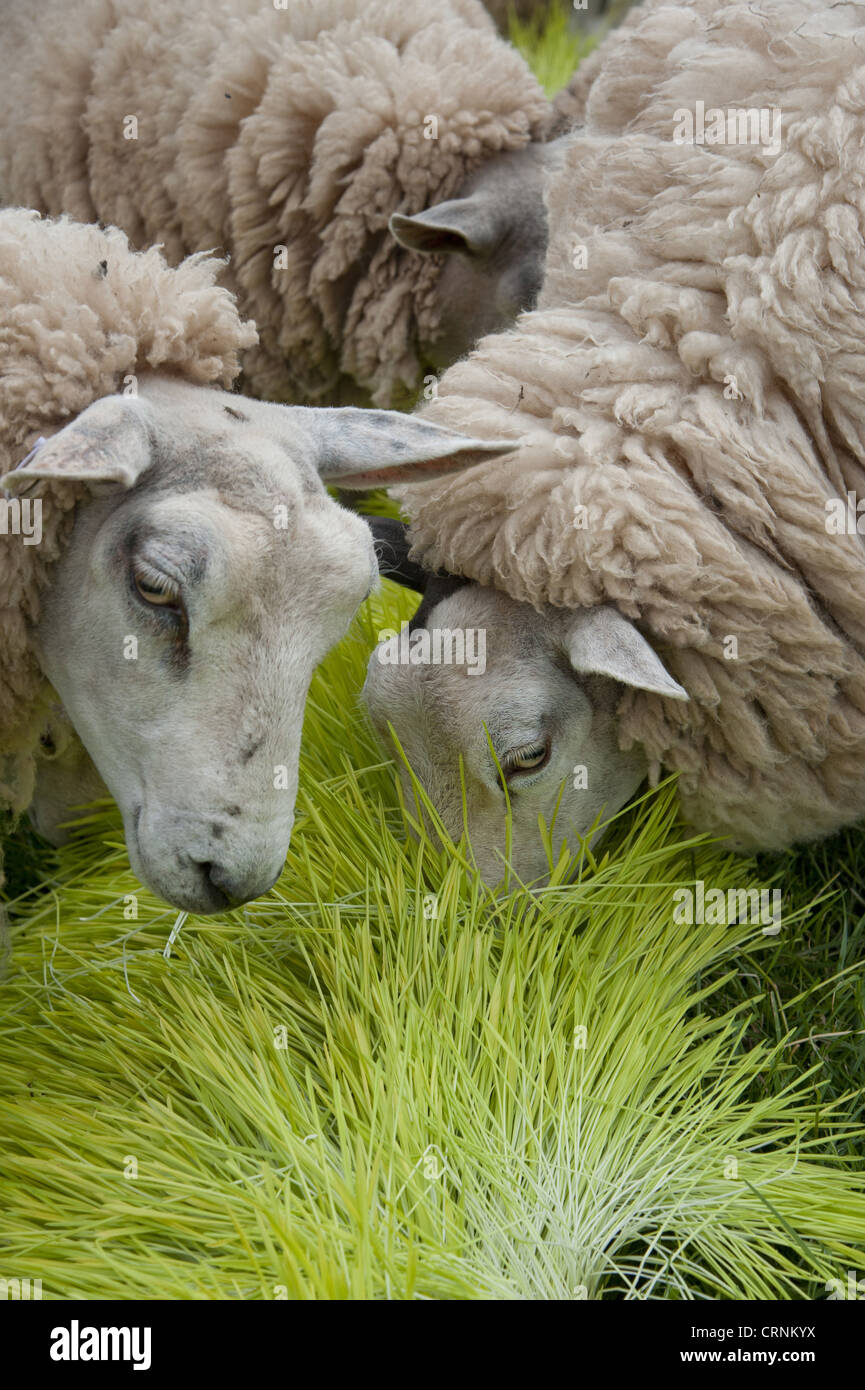 Domestic Sheep Ewes Flock Feeding On Barley Hordeum Vulgare Stock Photo Alamy