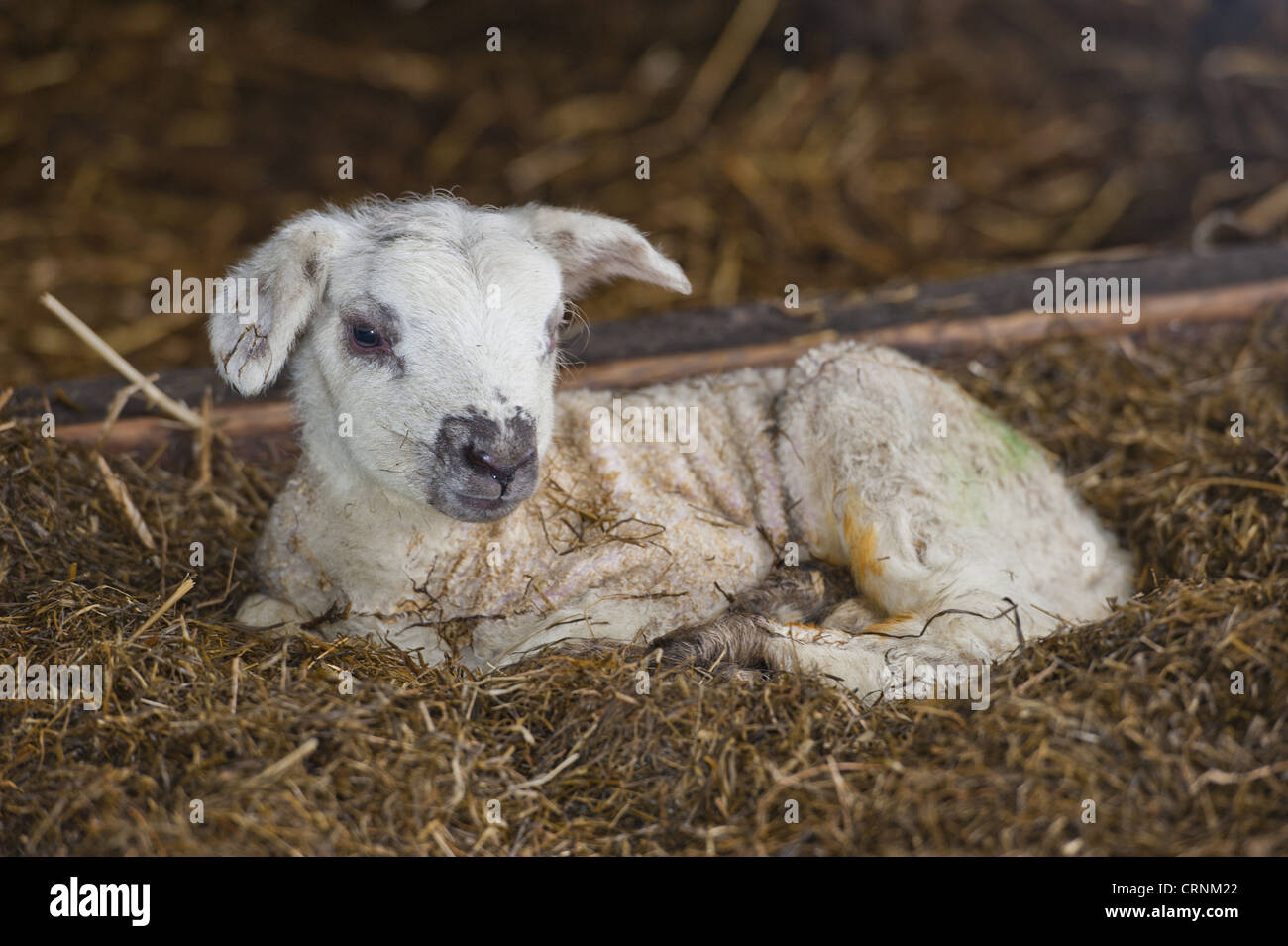 Domestic Sheep, Texel cross lamb, newborn resting on straw bedding in