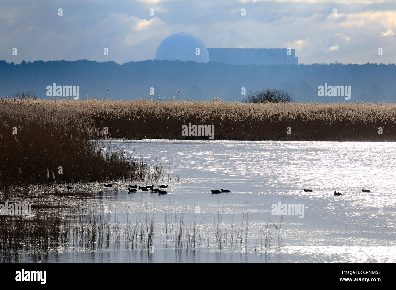 Waterfowl on a lake at Minsmere RSPB nature reserve, with Sizewell B nuclear power station in the distance. Stock Photo