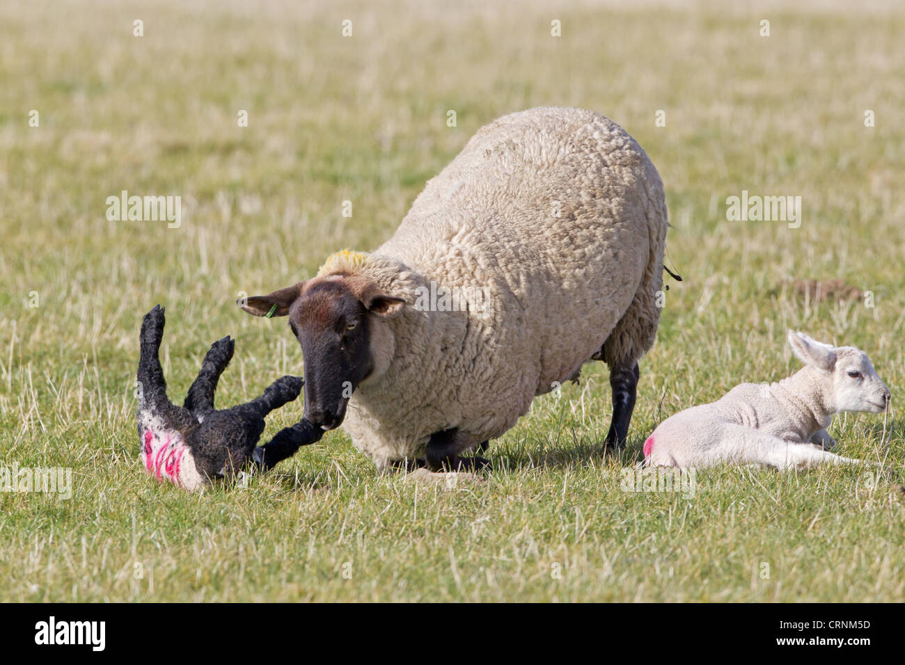 Как какают барашки. Половина овцы. Как какают барашки. Какашки морской свинки. Баран.