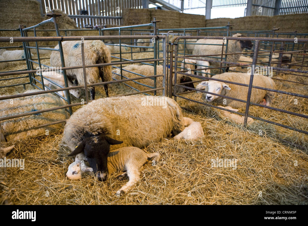 Domestic Sheep, ewes with newborn lambs, resting on straw bedding in