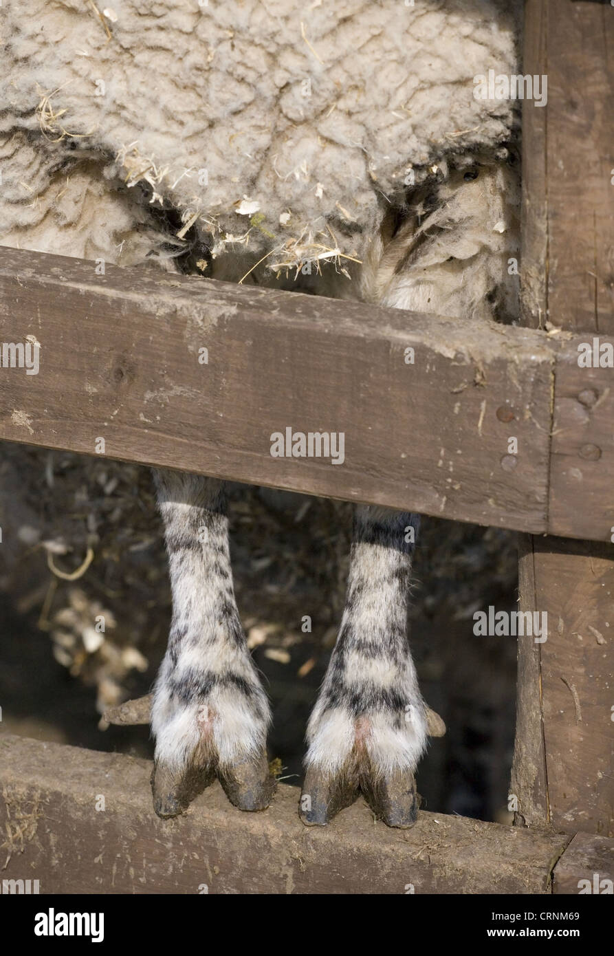 Domestic Sheep, adult, closeup of legs and feet, standing on fence