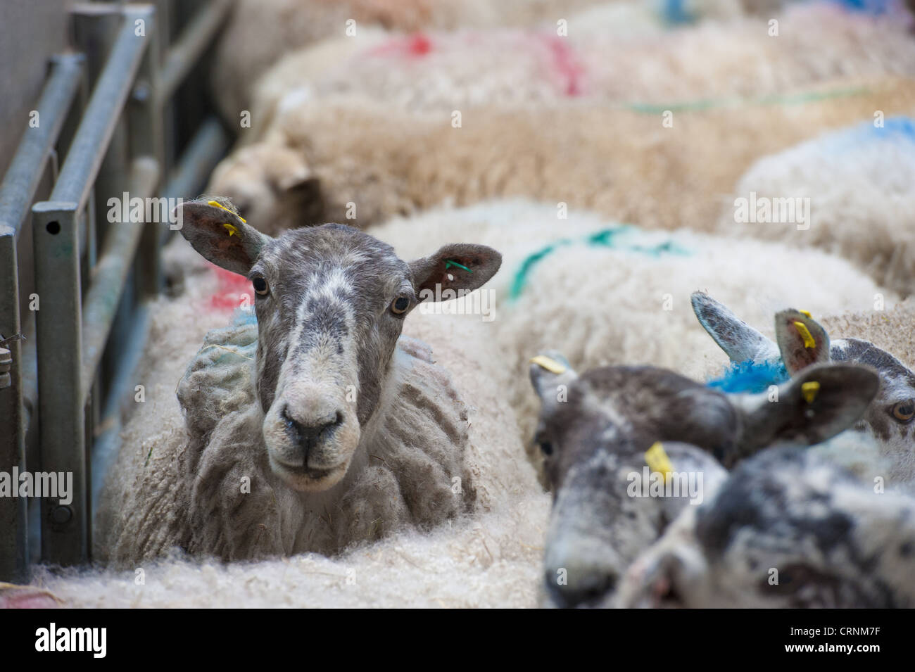 Domestic Sheep, cull ewes, flock in pen at livestock market, Brockholes Auction Mart, Preston