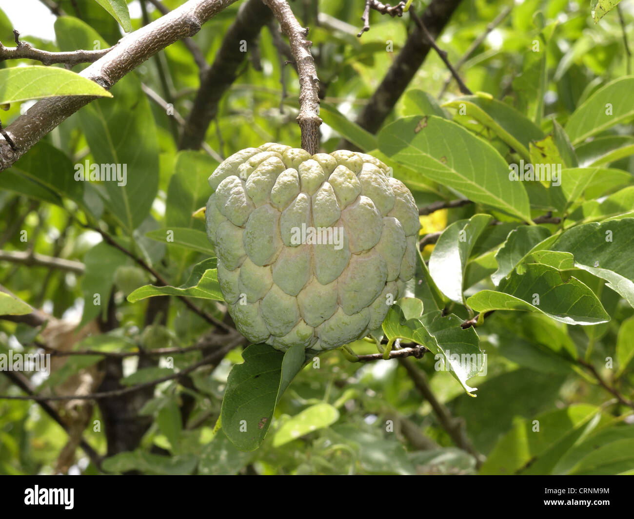 Custard Apple (Annona squamosa) close-up of fruit, Indonesia, march ...