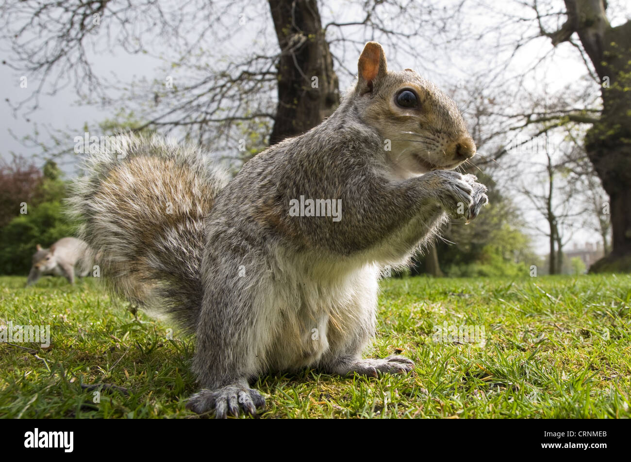 Eastern Grey Squirrel (Sciurus carolinensis) introduced species, adult, feeding, sitting on ground in city parkland, with Stock Photo