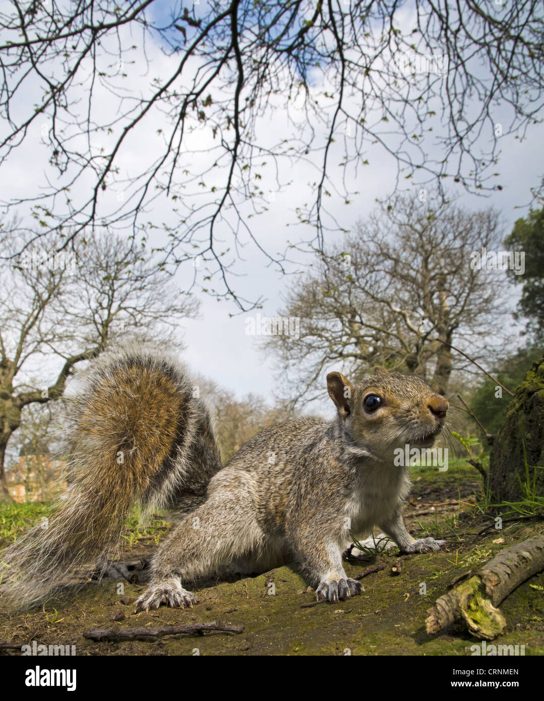 Eastern Grey Squirrel (Sciurus carolinensis) introduced species, adult, standing on ground in city parkland, Greenwich Park, Stock Photo