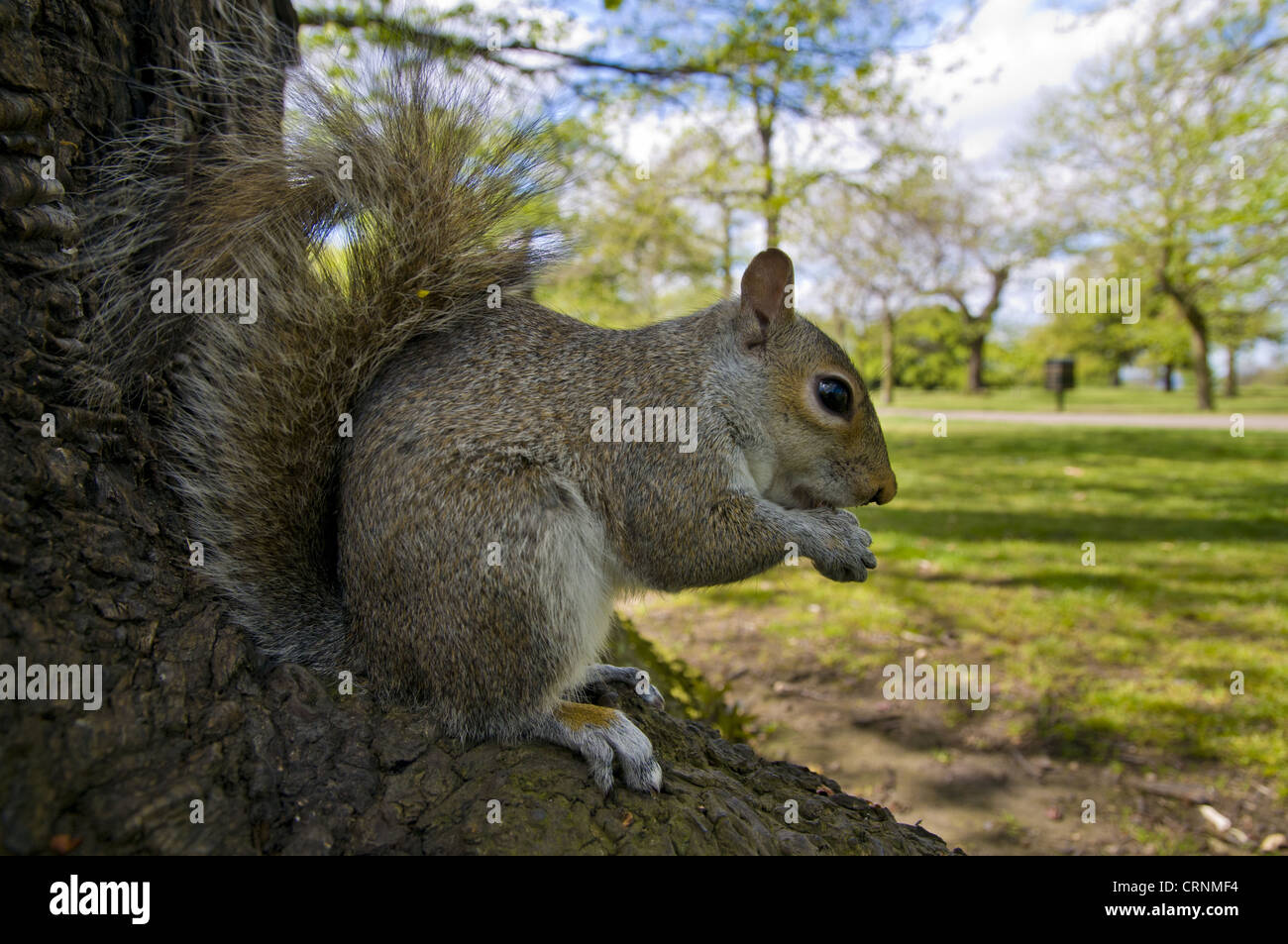 Eastern Grey Squirrel (Sciurus carolinensis) introduced species, adult, feeding, sitting on tree trunk in city parkland, Stock Photo