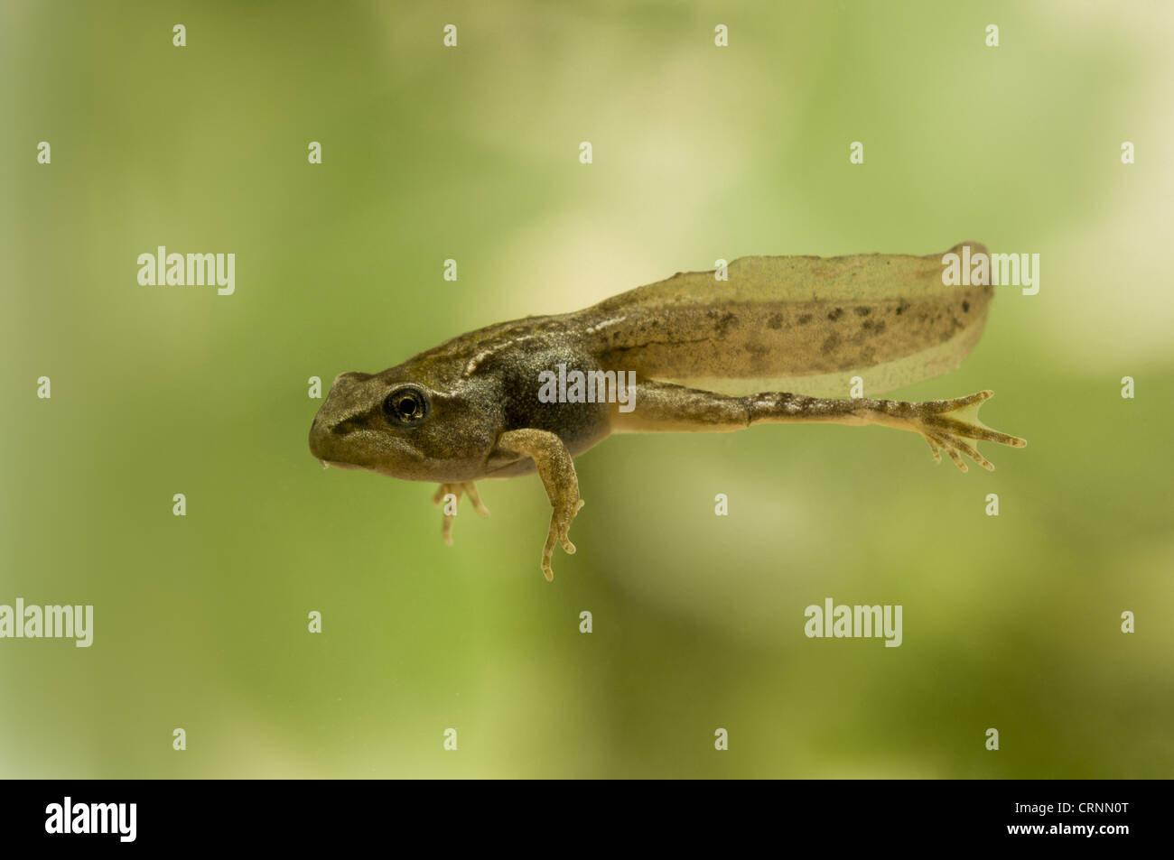Common Frog (Rana temporaria) tadpole, partial metamorphosis with all four legs present but still retaining tail, swimming Stock Photo