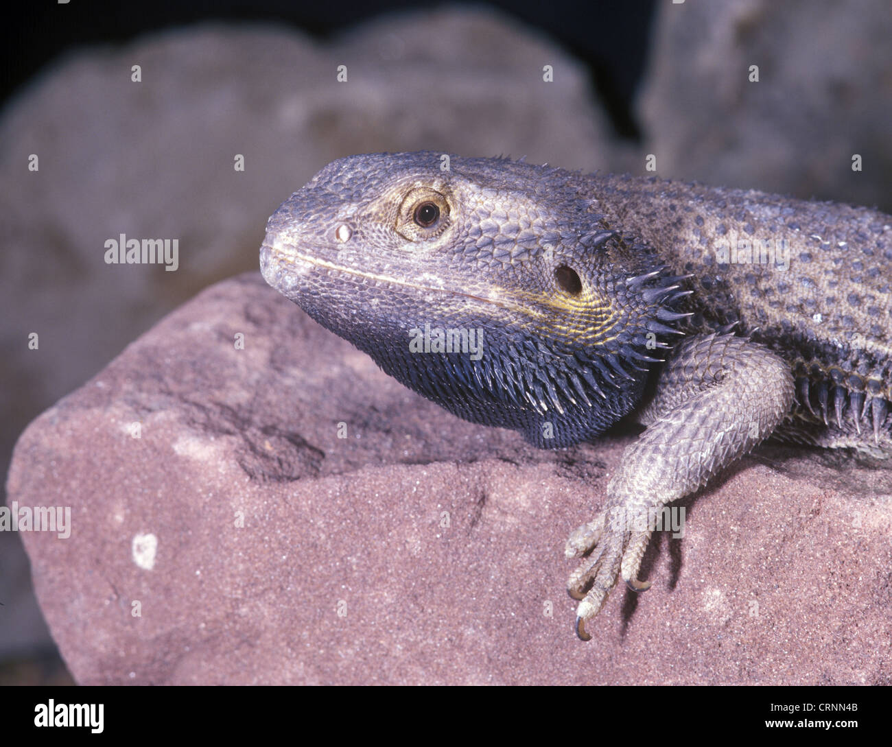 Bearded Dragon (Amphibolurus barbatus) On rock - close-up Stock Photo