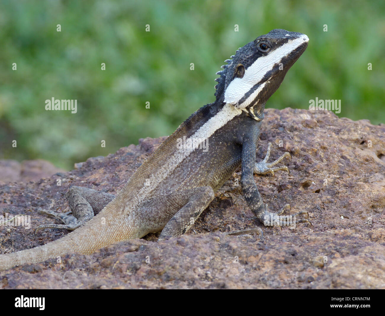 Northern Water Dragon (Lophognathus temporalis) adult male, standing on rock, Kakadu N.P., Northern Territory, Australia Stock Photo