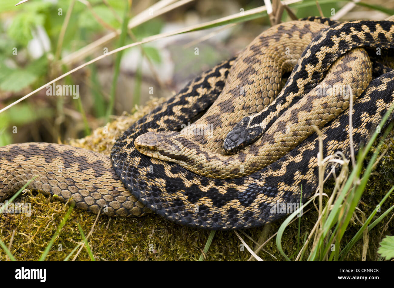 European Adder (Vipera berus) adult pair, intertwined, Wildwood Trust, Herne Bay, Kent, England, april (captive) Stock Photo