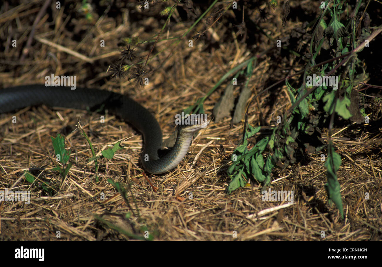 Everglades Racer Snake(Coluber constrictor paludicola) Stock Photo
