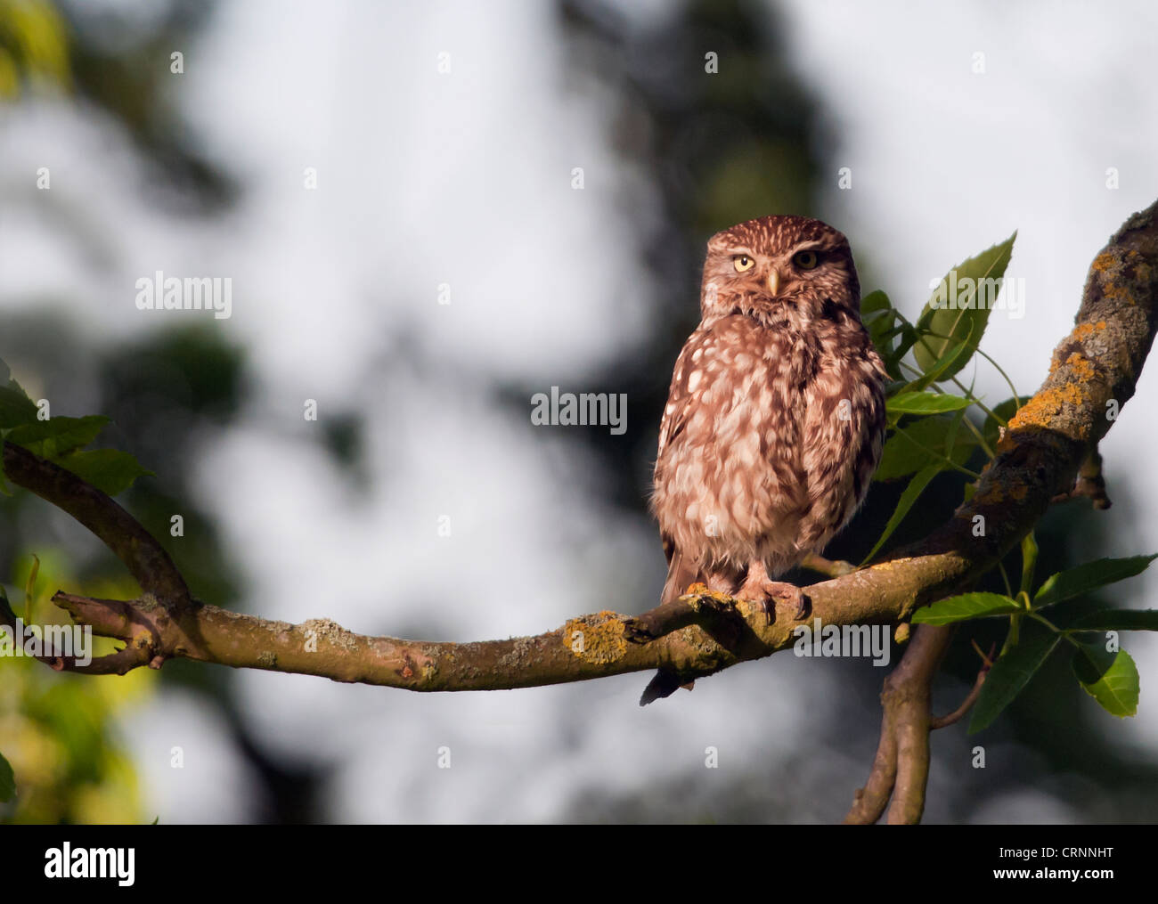 Little Owl (Athene noctua) perched on tree branch Stock Photo