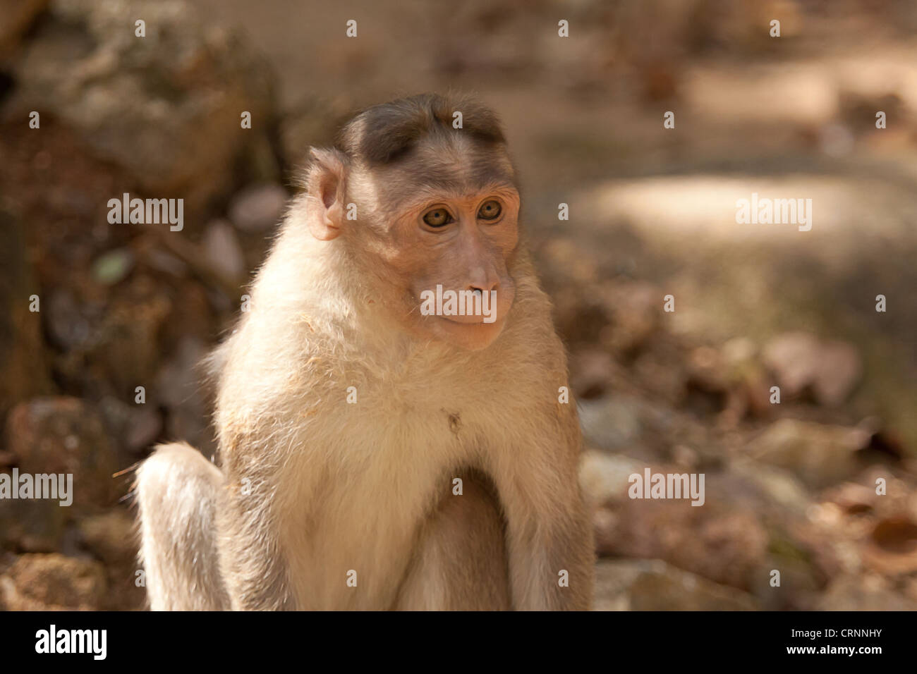 monkey sitting in shade Stock Photo