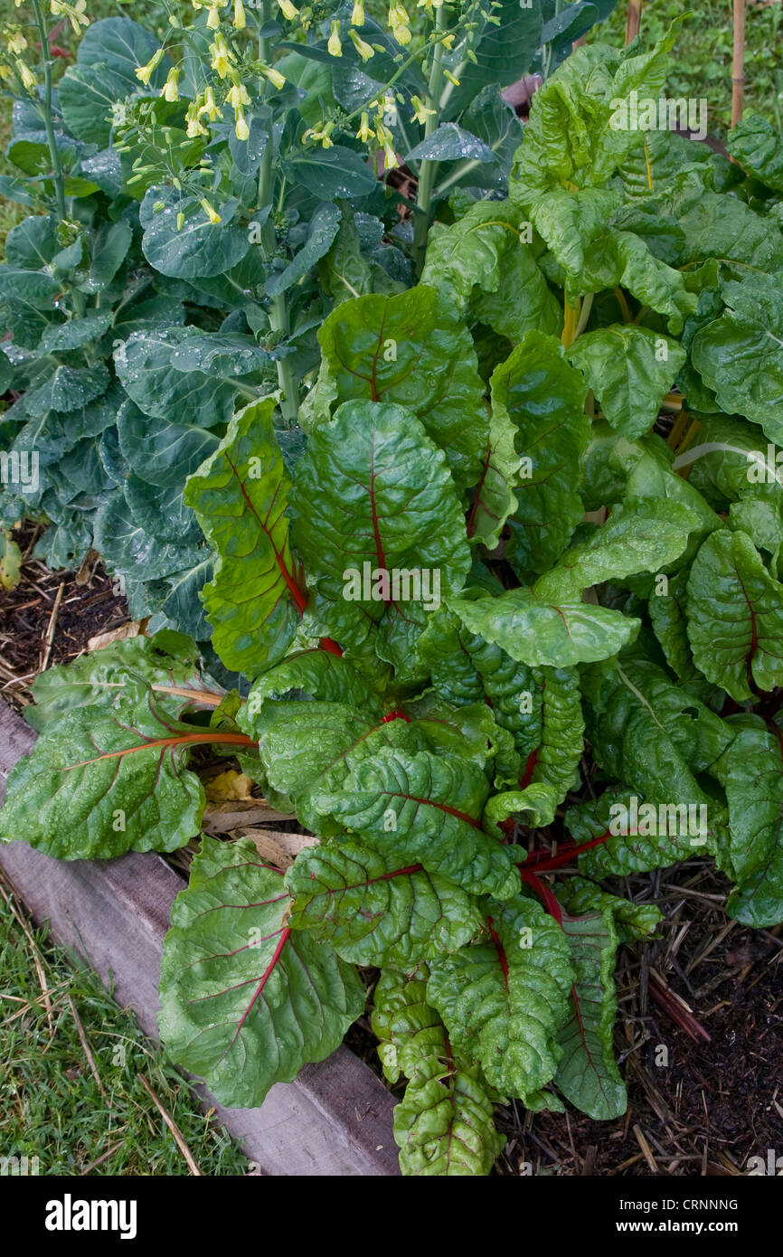 home grown organic vegetables Stock Photo