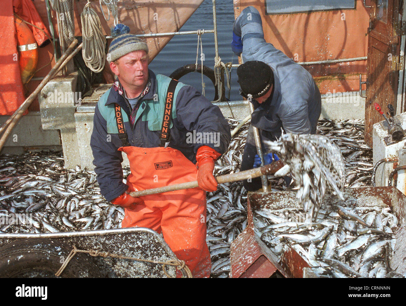 Herring fishing fishermen hires stock photography and images Alamy