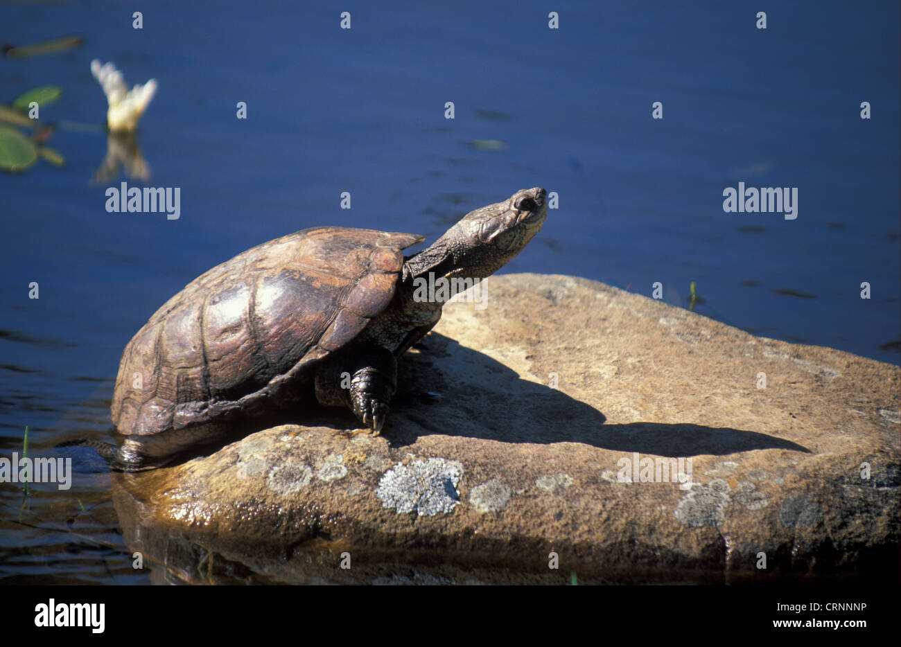 Cape Terrapin (Pelomedusa subrufa) Cape Town, South Africa Stock Photo