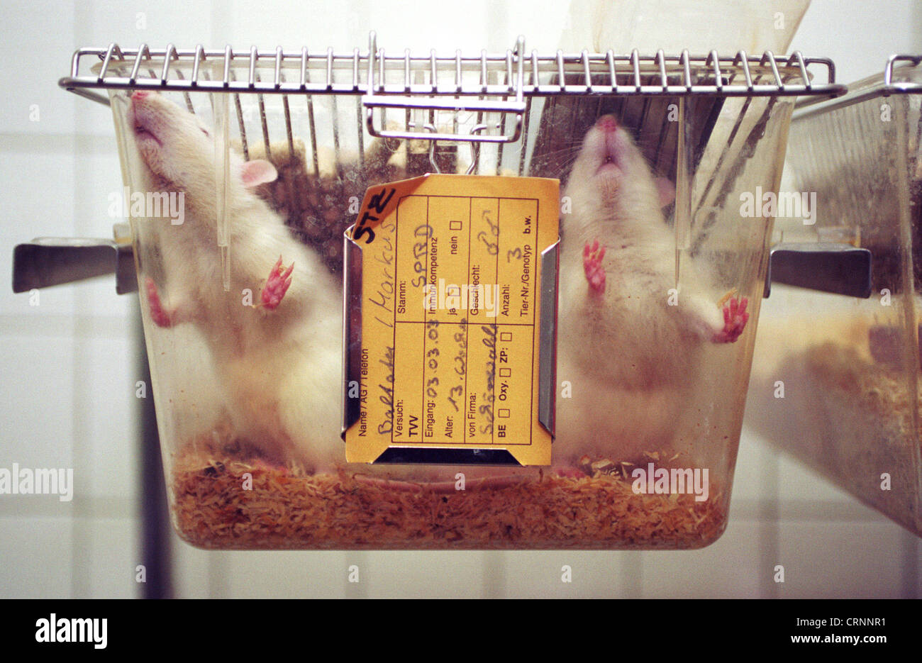 Rats in the animal testing lab of the Berlin-Buch hospital Stock Photo