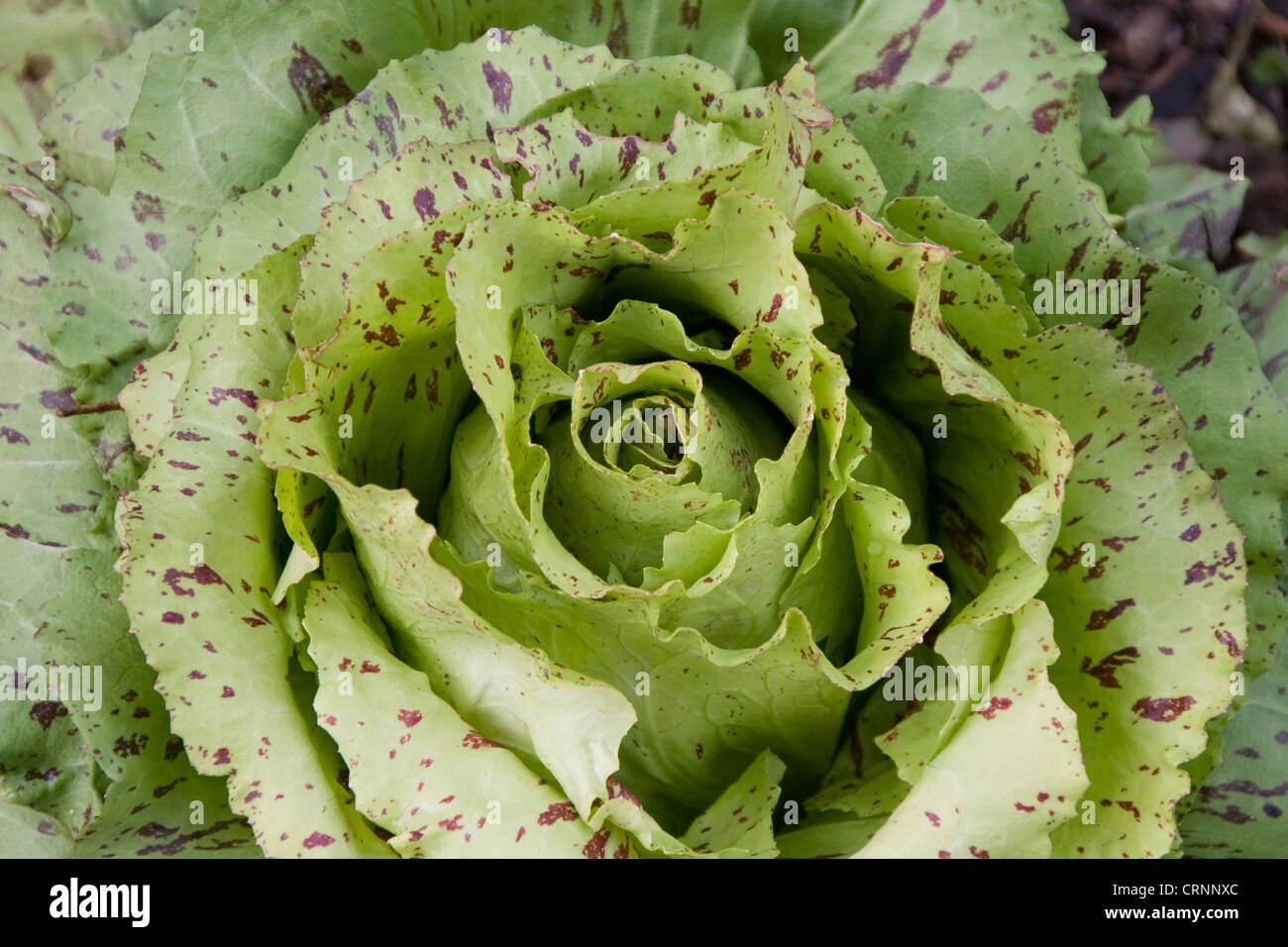 Leaf vegetable chicory growing in Australia Stock Photo