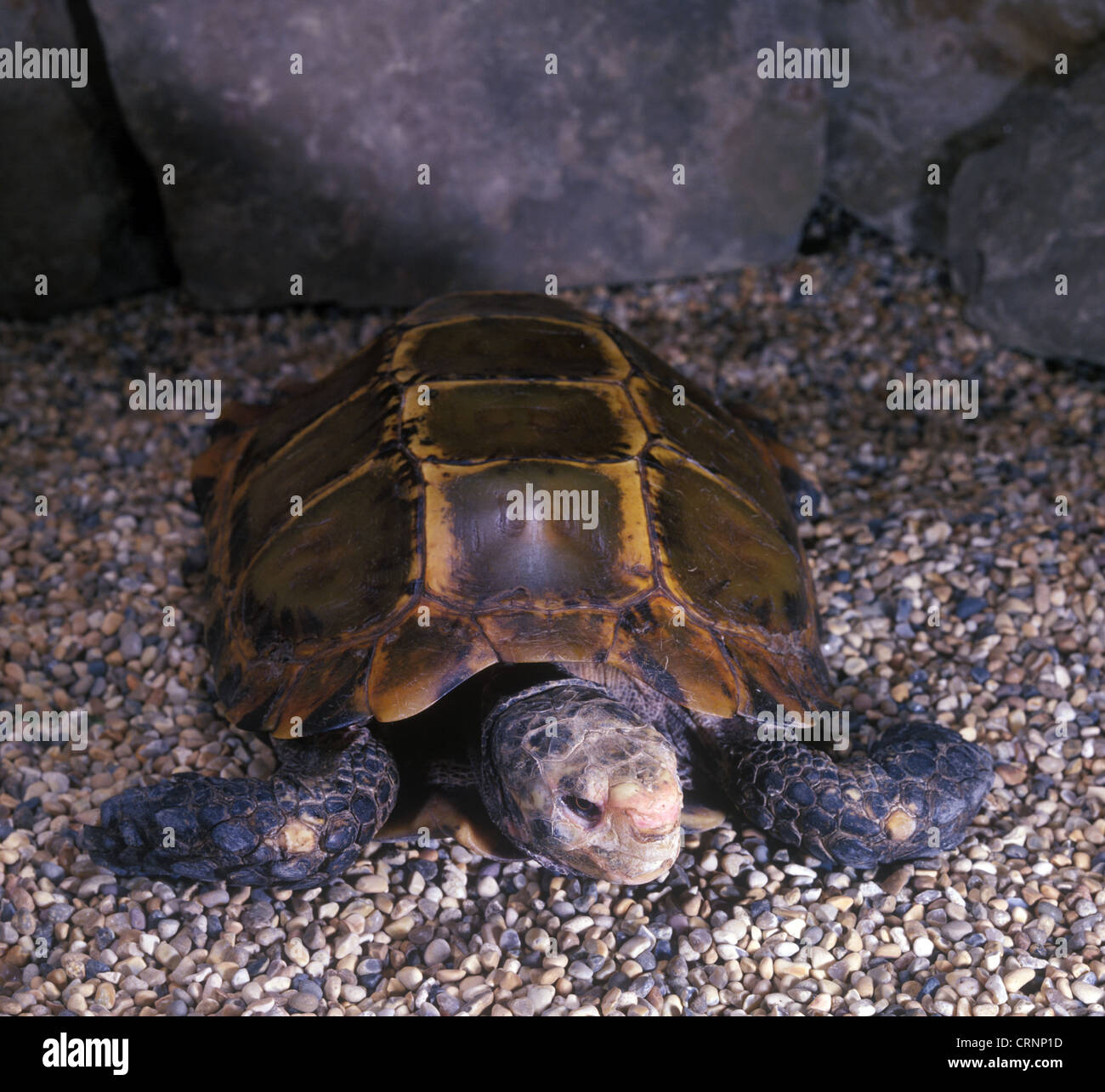 Tortoise - Burmese Brown (Geochelone emys) Close-up / on stones Stock Photo