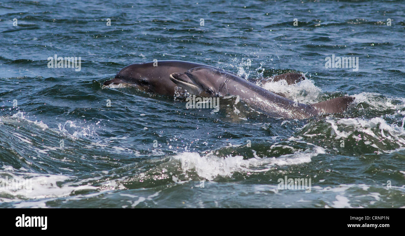 Female Bottlenose Dolphin with her calf at Chanonry Point, Scotland Stock Photo