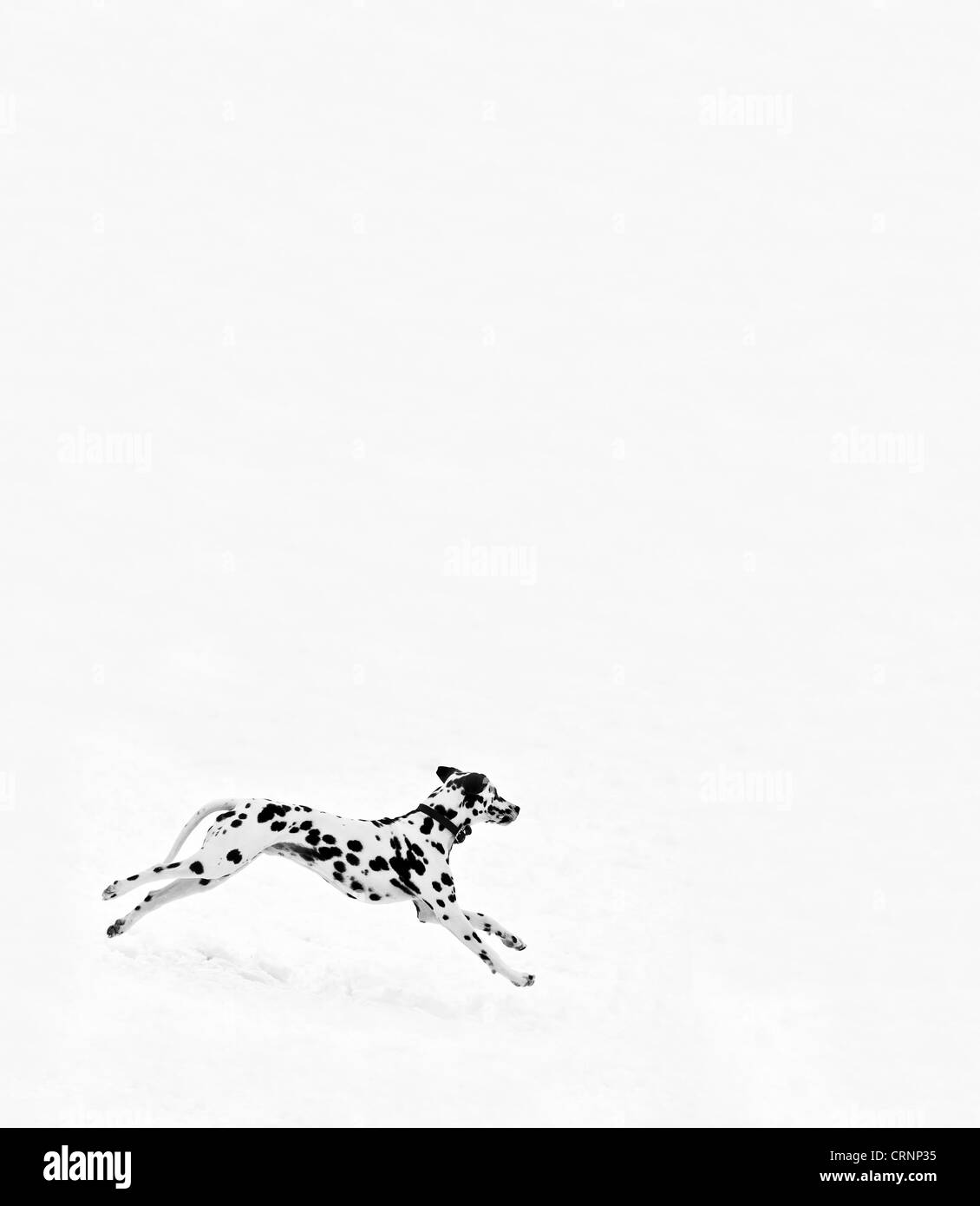 A Dalmatian dog running over snow. Stock Photo