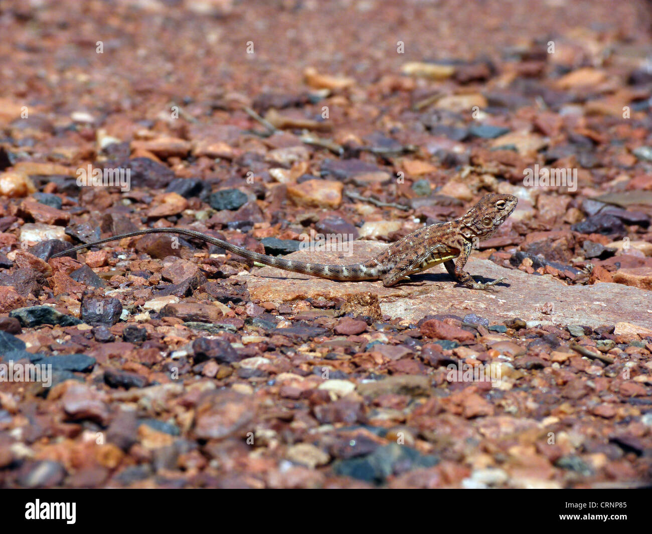 Pebble Dragon (Tympanocryptis cephalus) adult, standing on rock, with hind foot raised to keep cool, Western Australia, Stock Photo