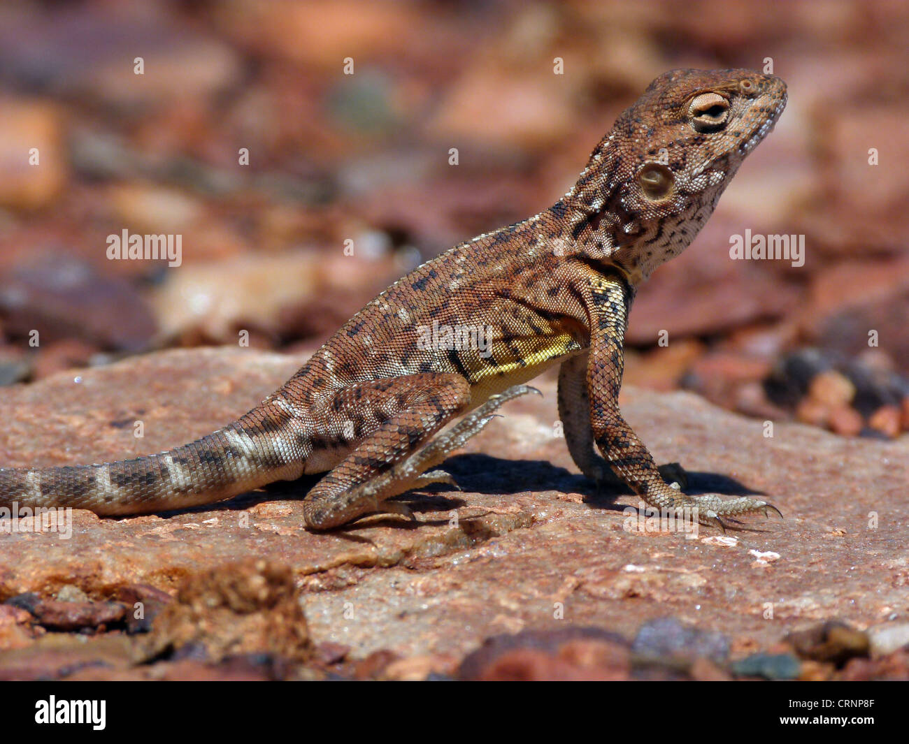 Pebble Dragon (Tympanocryptis cephalus) adult, standing on rock, with hind foot raised to keep cool, Western Australia, Stock Photo