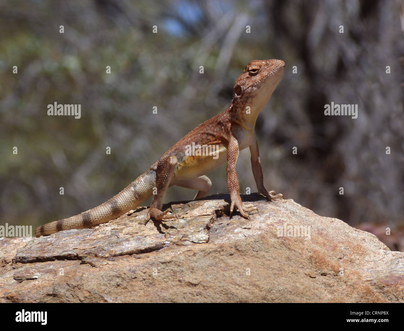 Pebble Dragon (Tympanocryptis cephalus) adult male, standing on rock, with hind foot raised to keep cool, Western Australia, Stock Photo