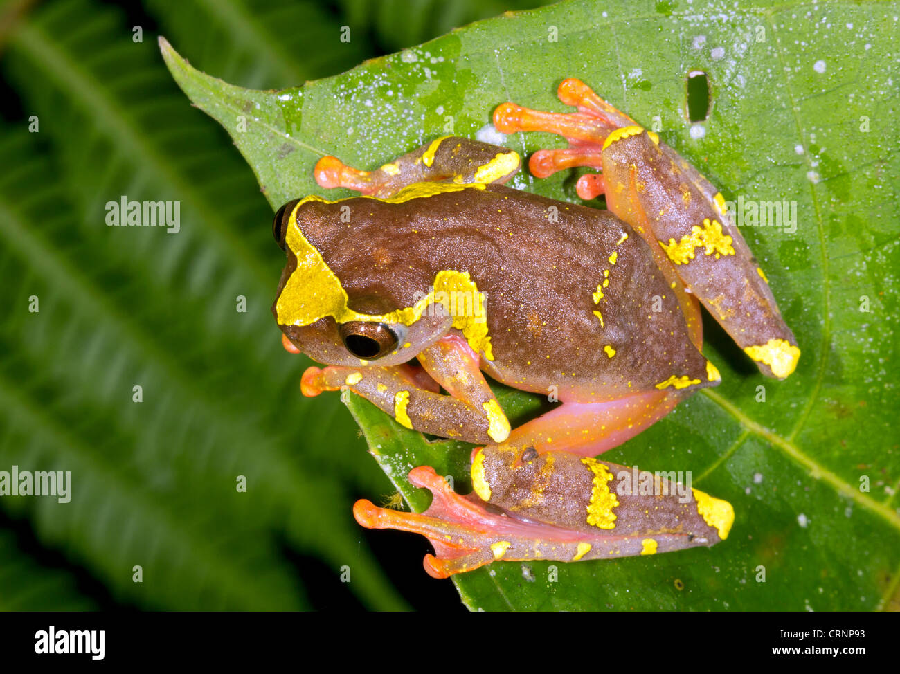 Sarayacu Treefrog (Dendropsophus sarayacuensis) A female sitting on a leaf in rainforest, Ecuador Stock Photo