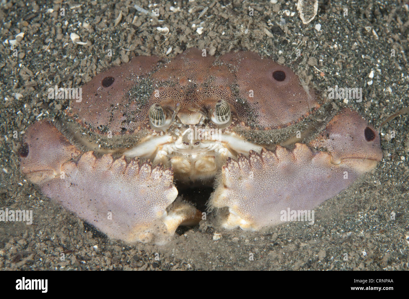 Box Crab (Calappa sp.) adult, buried in sand at night, Bunaken, Manado, Northeast Sulawesi, Indonesia Stock Photo