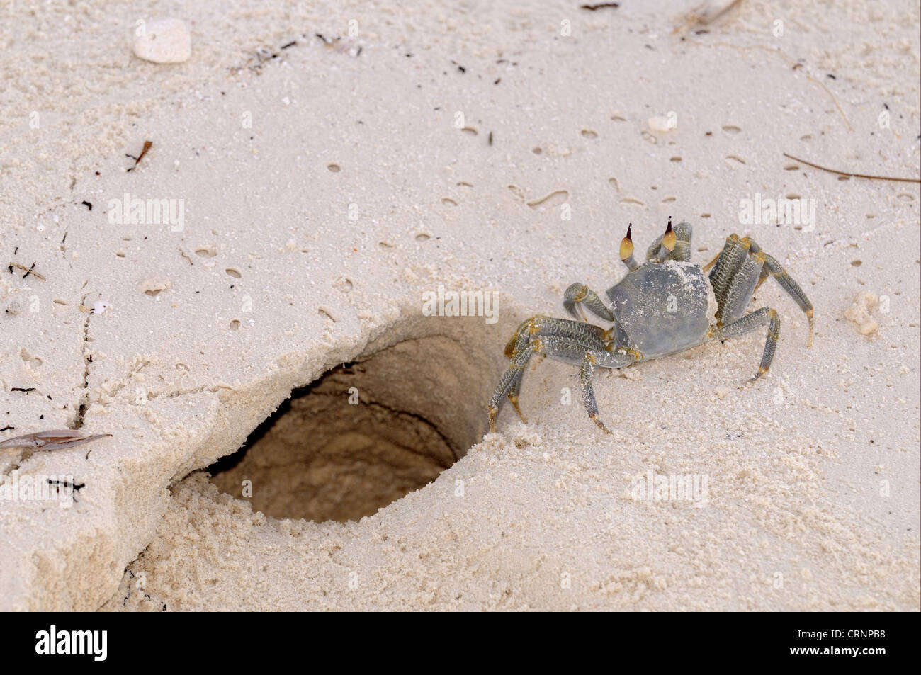 Horned Ghost Crab (Ocypode ceratophthalmus) adult, standing at entrance to burrow on sandy beach, Maldives, march Stock Photo