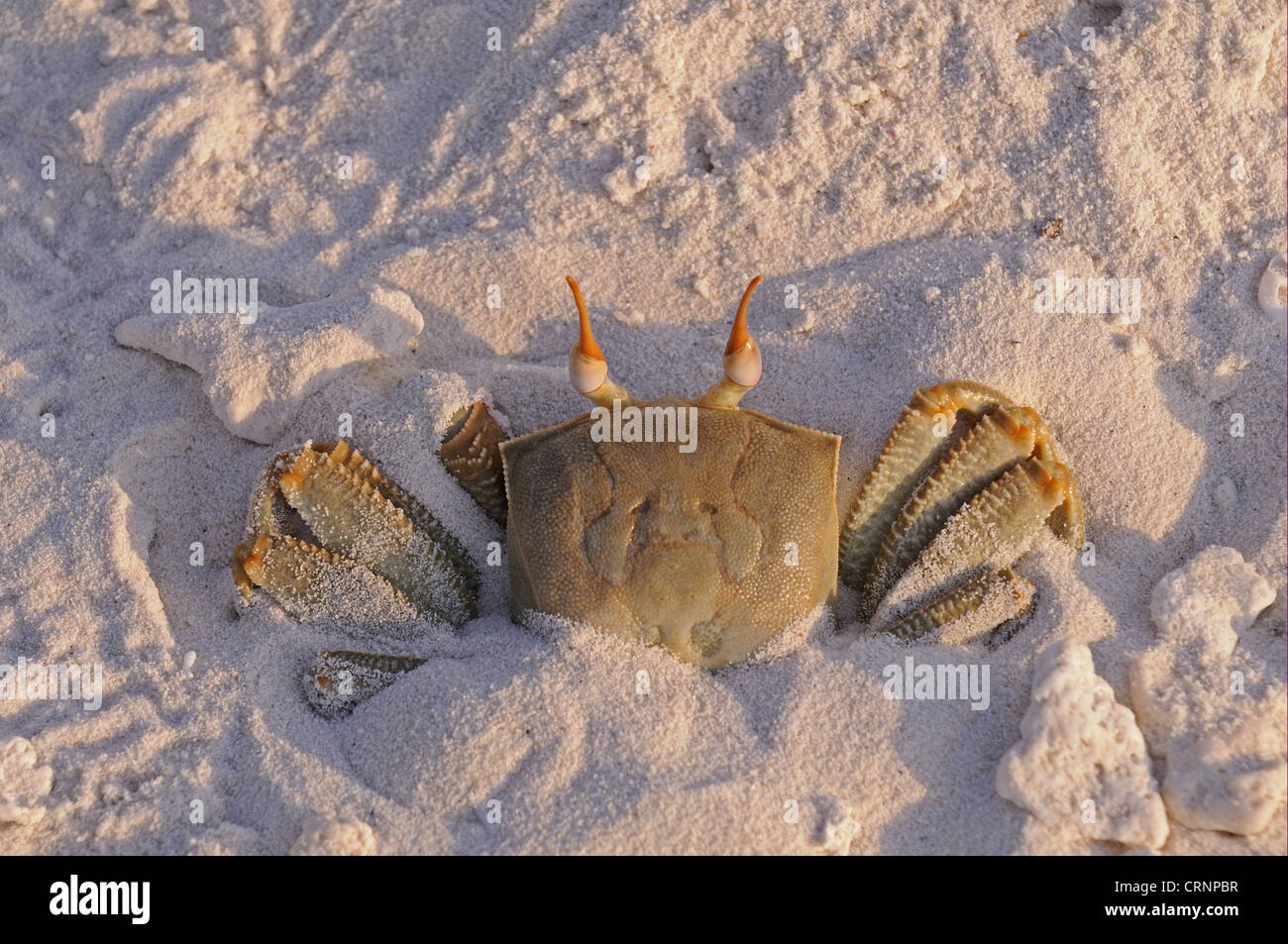 Horned Ghost Crab (Ocypode ceratophthalmus) adult, burrowing into sand on sandy beach, Maldives, march Stock Photo