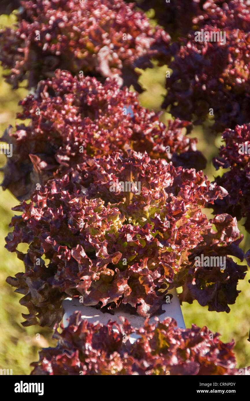 Hydroponic vegetable production Stock Photo