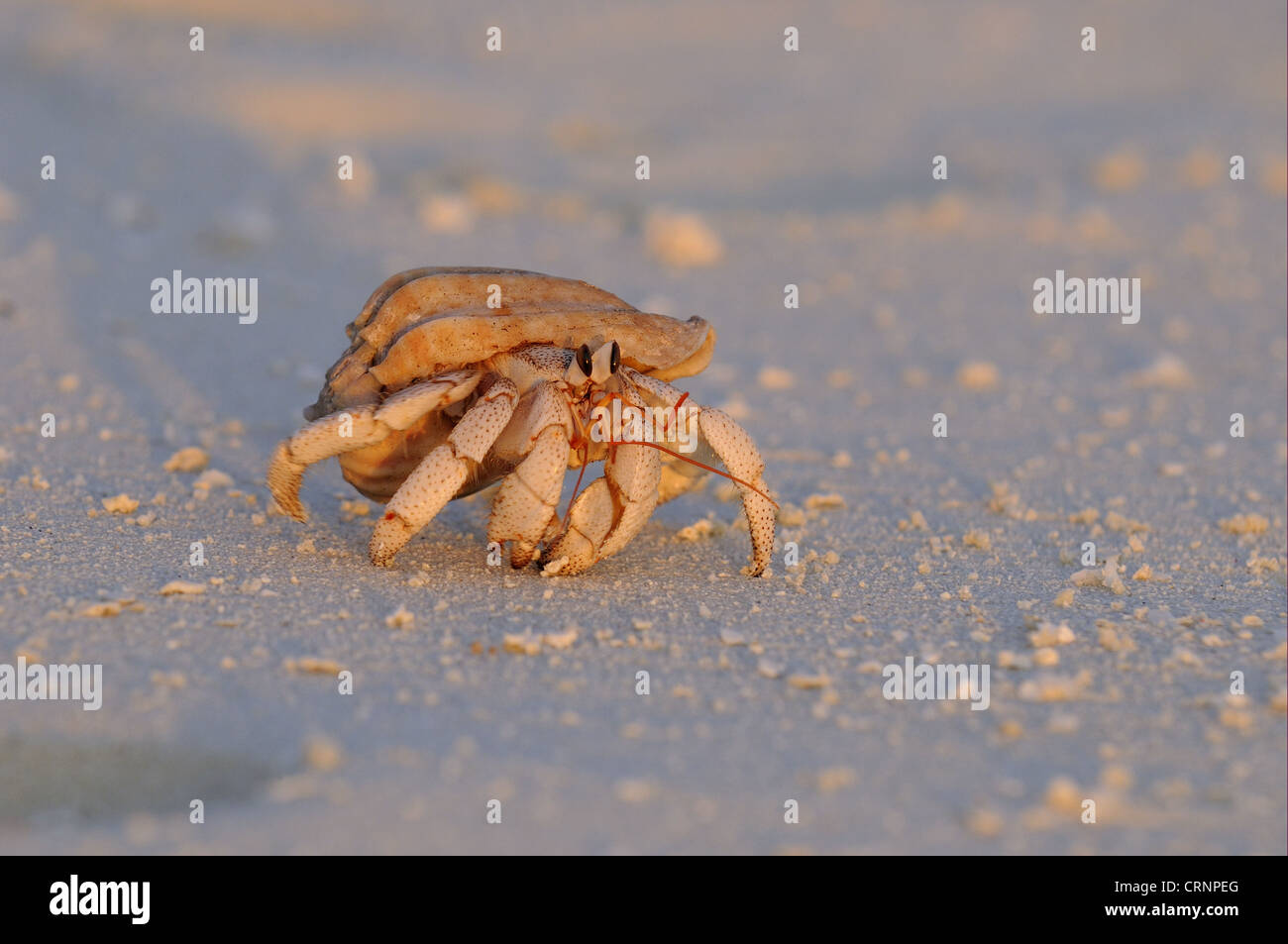 Strawberry Land Hermit Crab (Coenobita perlatus) adult, walking on sandy beach at sunset, Maldives, march Stock Photo