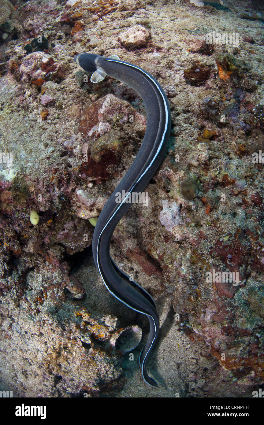 Dark-shouldered Snake-eel (Ophichthus cephalozona) adult, swimming over reef, Lembeh Straits, Sulawesi, Sunda Islands, Indonesia Stock Photo