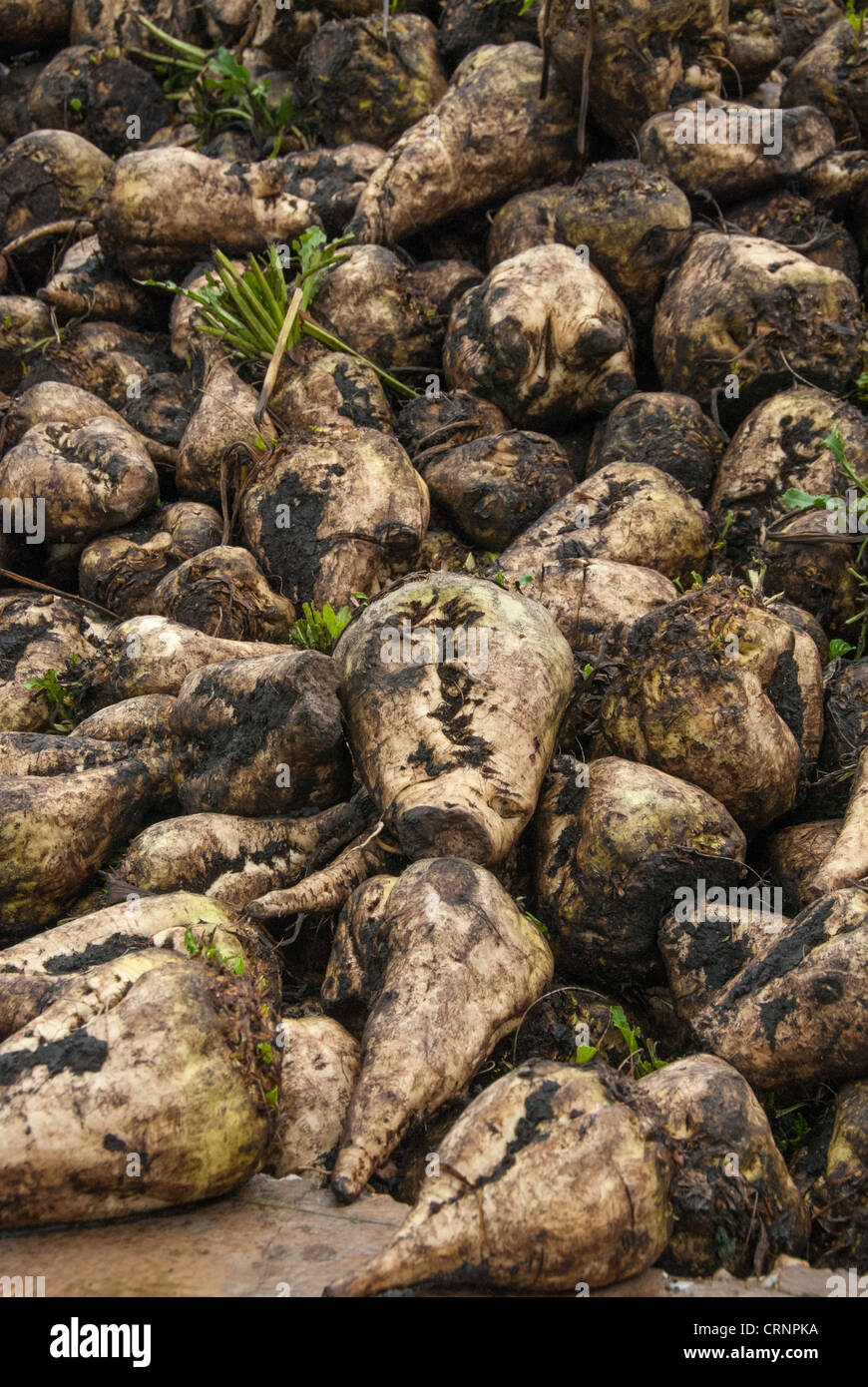 Sugar Beet (Beta vulgaris) crop, heap of harvested roots, Telford, Shropshire, England, december Stock Photo