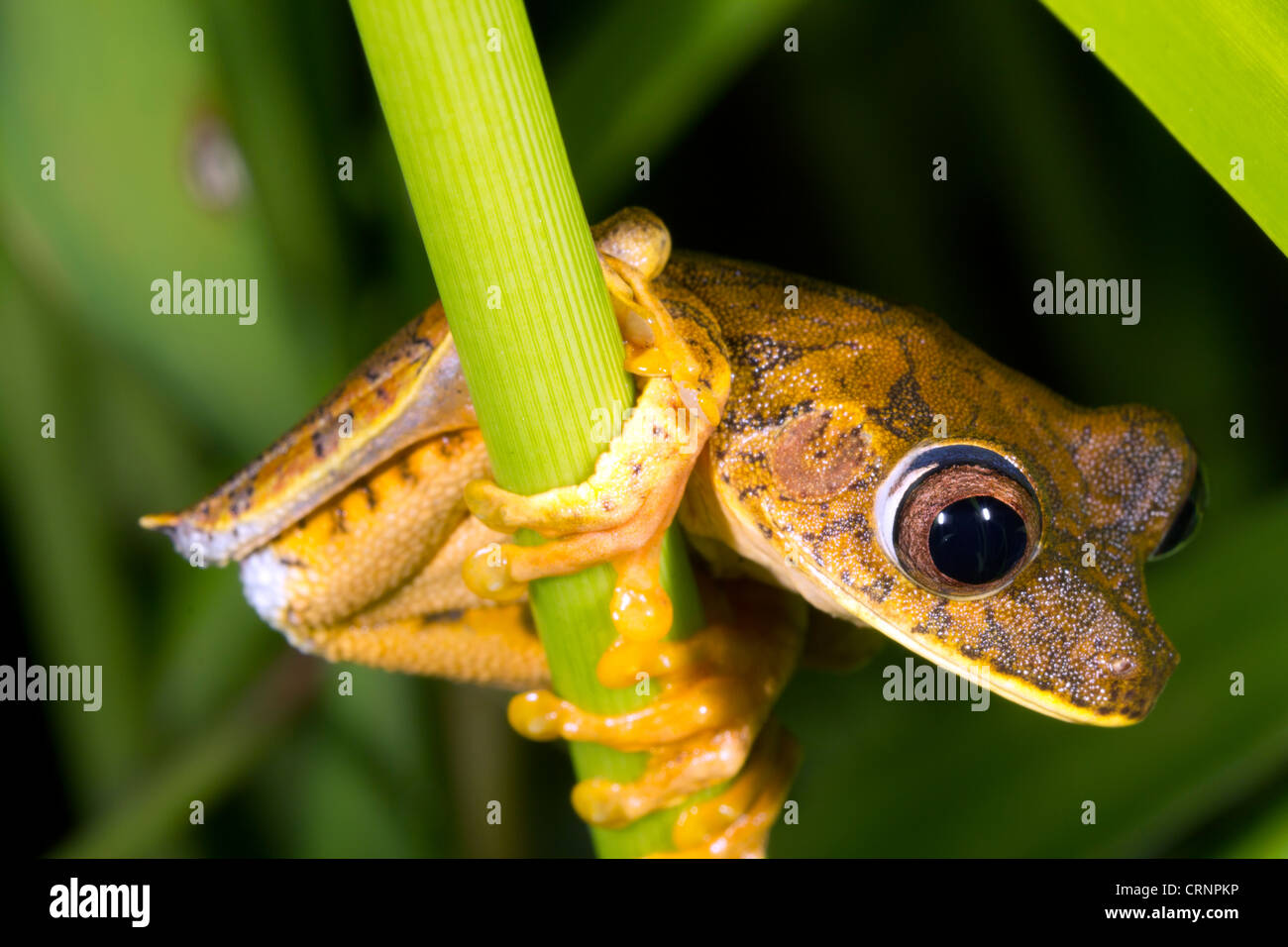 Map Treefrog (Hypsiboas geogeaphicus) clinging to a stem over a pond in the Ecuadorian Amazon Stock Photo