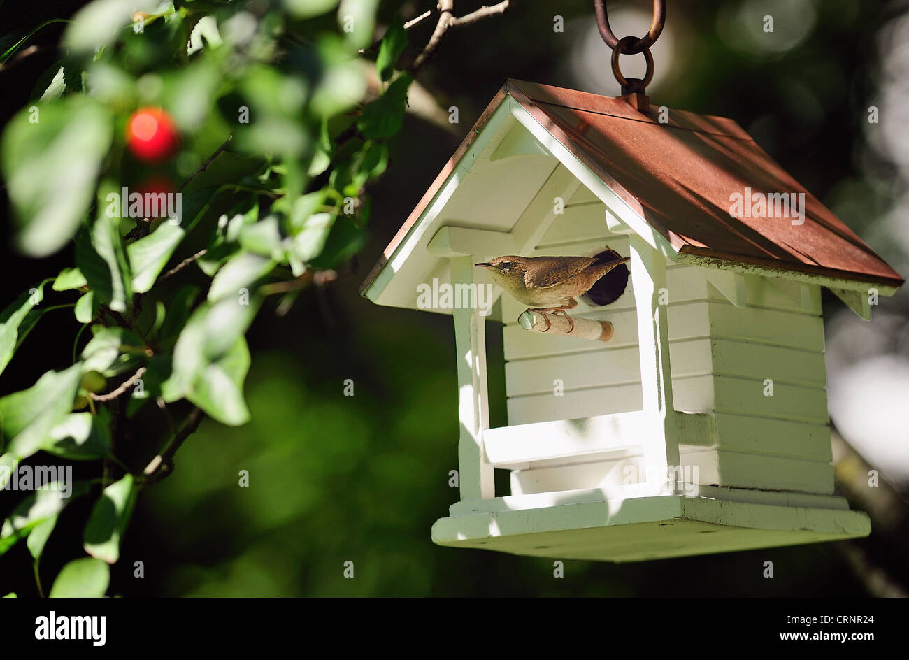Sparrow perched on birdhouse hanging from cherry tree Stock Photo Alamy