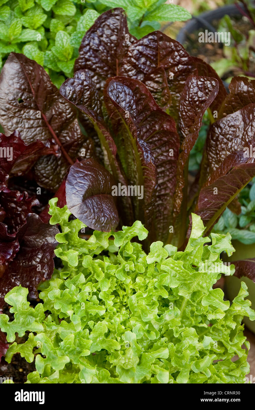 Lettuce varieties growing in a pot Stock Photo Alamy