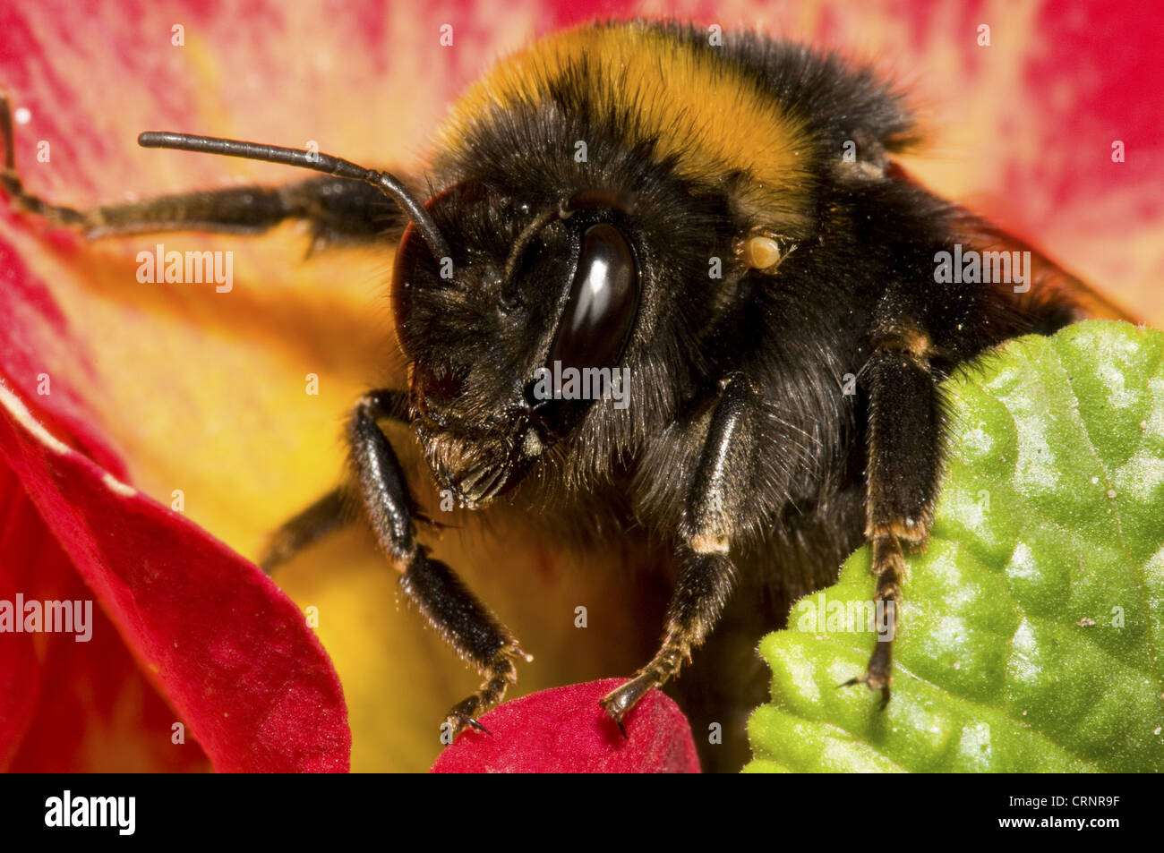 Buff-tailed Bumblebee (Bombus terrestris) adult, with tick on shoulder, emerging from Polyanthus Primrose (Primula polyanthus) Stock Photo